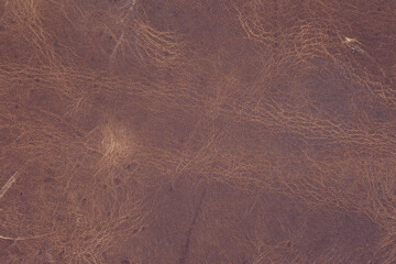 High resolution texture. Background. Skin.