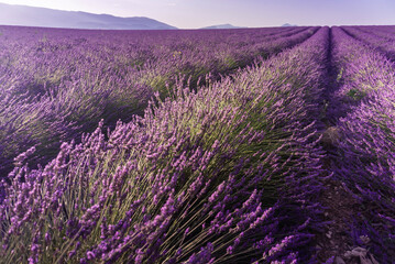 Fototapeta na wymiar Lavender field summer sunrise landscape near Valensole. Provence, France 