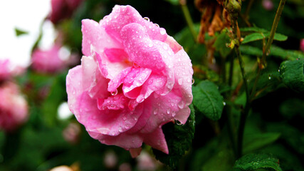 Pink rose with rain drops, beautiful nature wallpaper