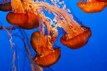 Pacific sea nettle jellyfish (Chrysaora fuscescens) © Mark Castiglia