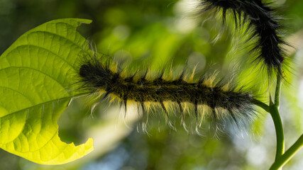 Hairy caterpillar feeding on a leaf