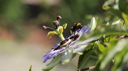 Biene auf Passionsblüte