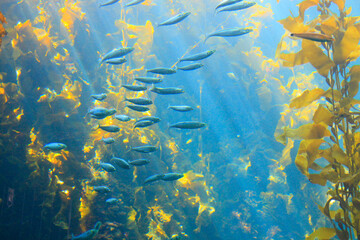 Fototapeta na wymiar Fish swimming thorugh kelp forest