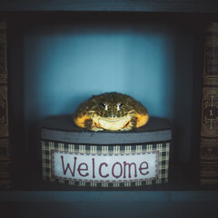The wise African bullfrog in library on box