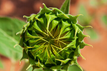 Single sunflower bud ready to open with yellow petals just visible inside