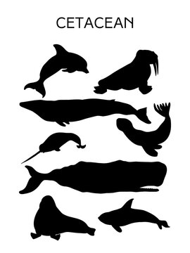 Whales and seals silhouette vector illustration. Aquarium sign.