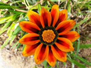 Top view of orange flower Gazania rigens.