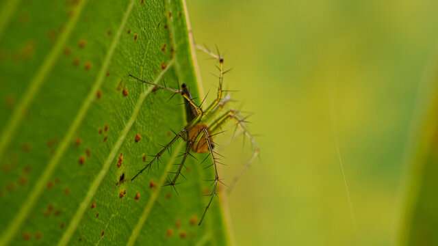 Spiky lyn spiders on the leaf