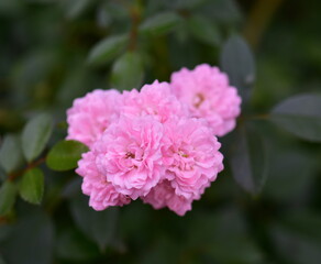 pink rose flowers
