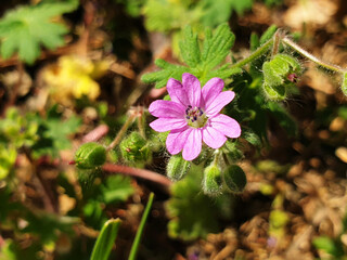 Close-up of a pink Geranium molle flower on a field background.