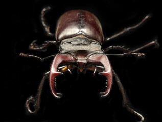 Lucanus cervus insect is listed in the Red Book.