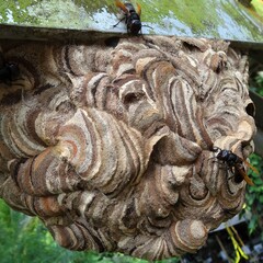 Amazing Patterns of a Giant Hornets' Nest on a Steel Girder, Bali, Indonesia