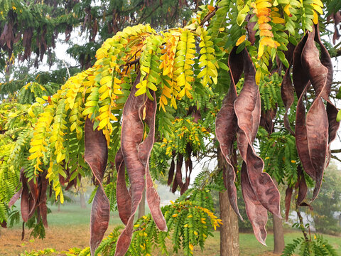 Acacia or gleditsia branch with seeds in the park on a foggy morning.
