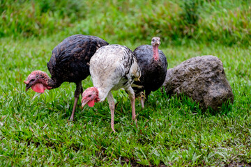 pavos domesticos, La Taña, Franja Transversal del Norte , departamento de  Quiché,  Guatemala