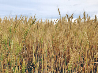 rye grows in the field, in cloudy weather, rich evening colors in the sky