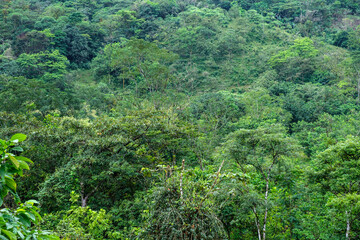 bosque humedo, Tesoro Chiquito, La Taña, Franja Transversal del Norte , departamento de  Quiché, ...