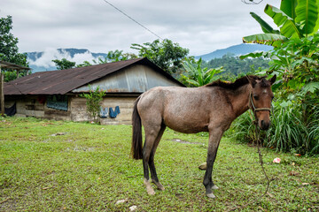 La Taña, Franja Transversal del Norte , departamento de  Quiché,  Guatemala