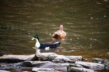 Two ducks swimming in a river