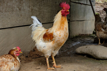 gallo de Guatemala, La Taña, Franja Transversal del Norte , departamento de  Quiché,  Guatemala