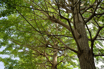 若い葉をつけ始めたイチョウの大木