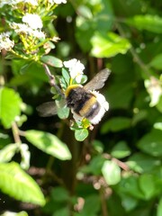 Flowers bumble bee blue white