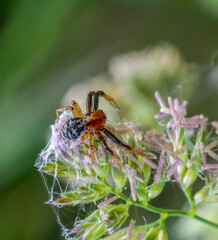 crab spider on flower head
