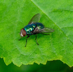 common green bottle fly