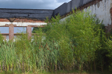 architecture and cattails