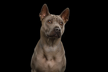 Portrait of Thai Ridgeback Dog on isolated black background