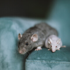 White hairless laboratory mice and fluffy grey rat