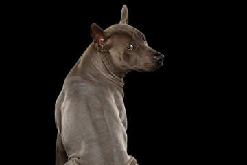 Thai Ridgeback Dog turn back on isolated black background