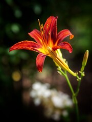 red lily flower