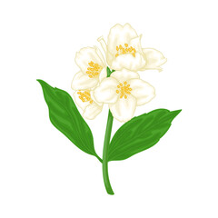 beautiful branch flower jasmine cartoon watercolour style isolated on white background. Hand-draw branch flowers. Design element for greeting card and invitation. Vector illustration