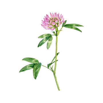 watercolor drawing red clover flower