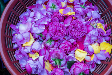 mercado de flores frente a la Iglesia de Santo Tomás, Chichicastenango, Quiché, Guatemala, America Central