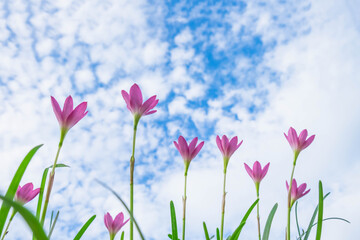 Sky background with pink flowers