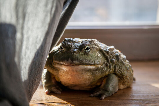 The African bullfrog in front of window