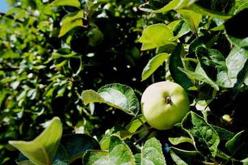 green apples on a tree