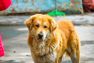 Portrait shot of a furry Himalayan dog