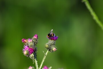 Disteln werden bestäubt