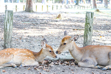 仲良し鹿さん