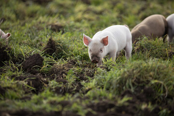 piglet in the grass