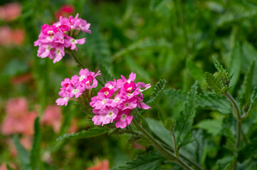 Verbena hybrida vervain ornamental colorful garden flowers in bloom, beautiful flowering plants
