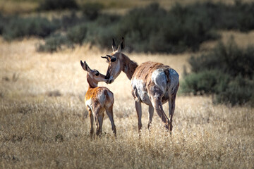 Naklejka na ściany i meble Mother pronghorn touching noses with her fawn.