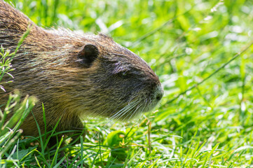 Myocastor coypus nutria large herbivorous semiaquatic rotent eating carrot