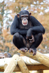 chimpanzee portrait
