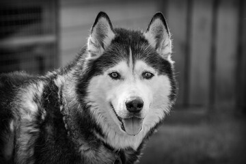 An Adult Male Pure Bred Black and White Siberian Husky called Neo