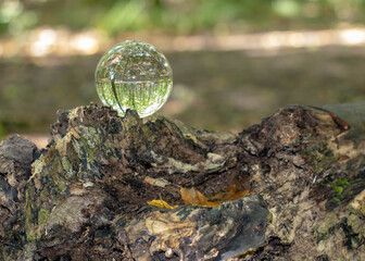beautiful woodland scene captured in a crystal ball