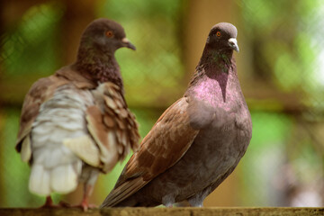 Pigeons - Close up details of pigeons in the wild, Isolated pigeons