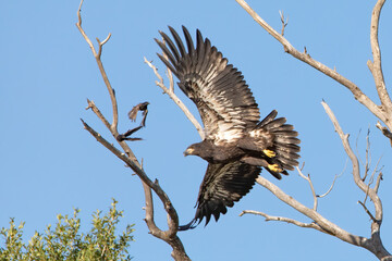 Immature bald eagle taking off from a tree and startling a starling.  